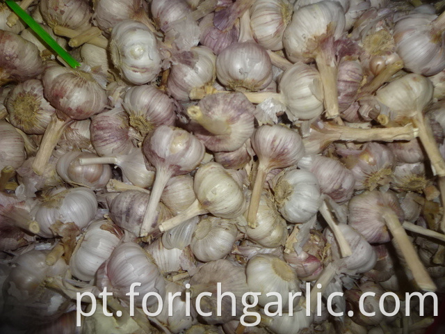 Regular White Garlic